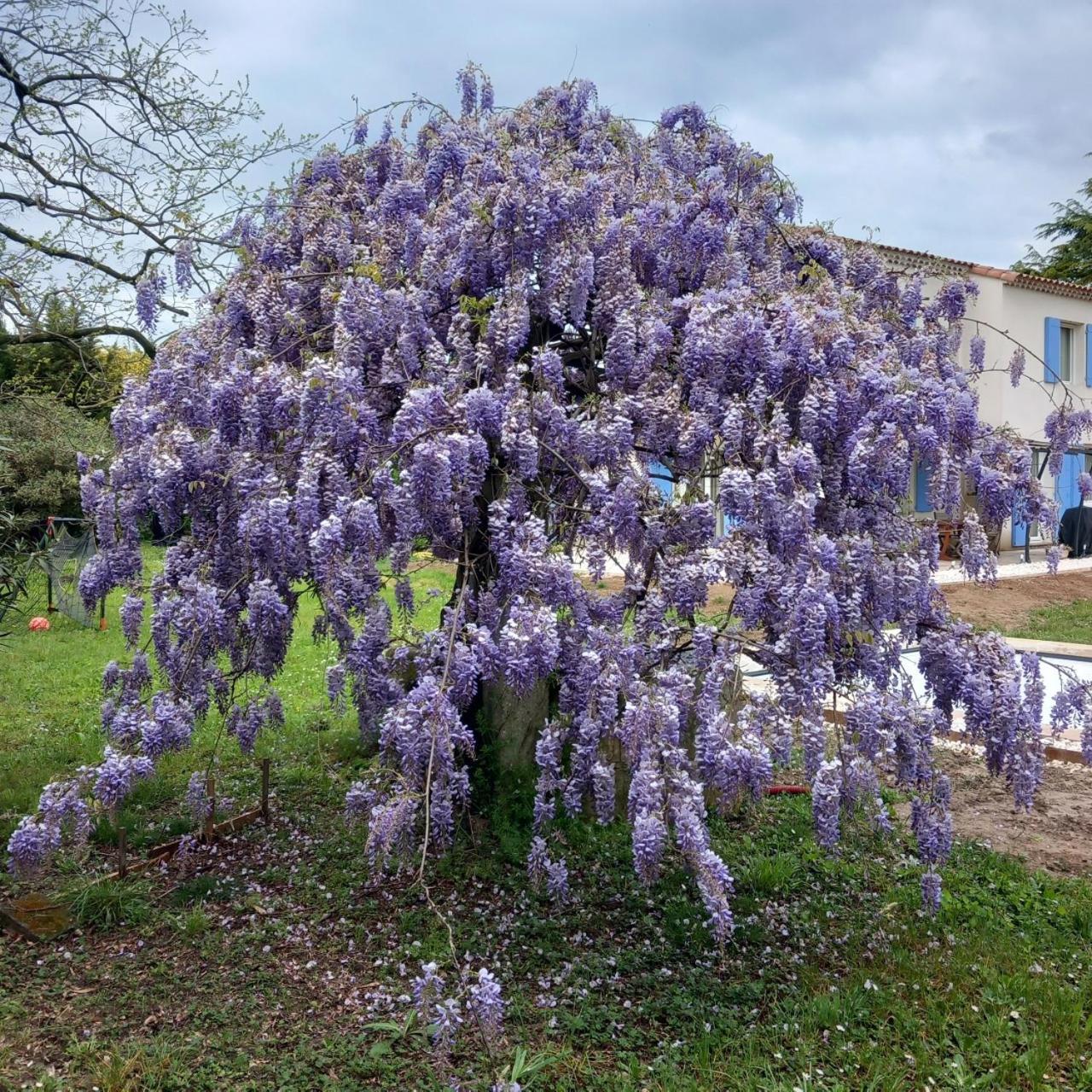 Willa Le Petit Mas Des Alpilles En Provence Saint-Étienne-du-Grès Zewnętrze zdjęcie